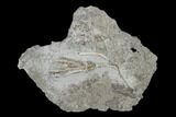 Fossil Crinoid (Dichocrinus) - Gilmore City, Iowa #149024-1